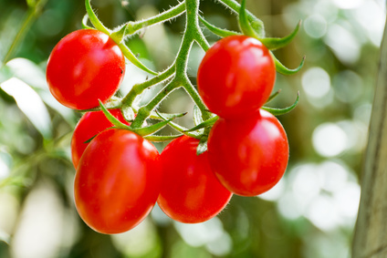 Cherrytomaten