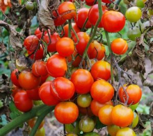Tomaten mit Braunfäule
